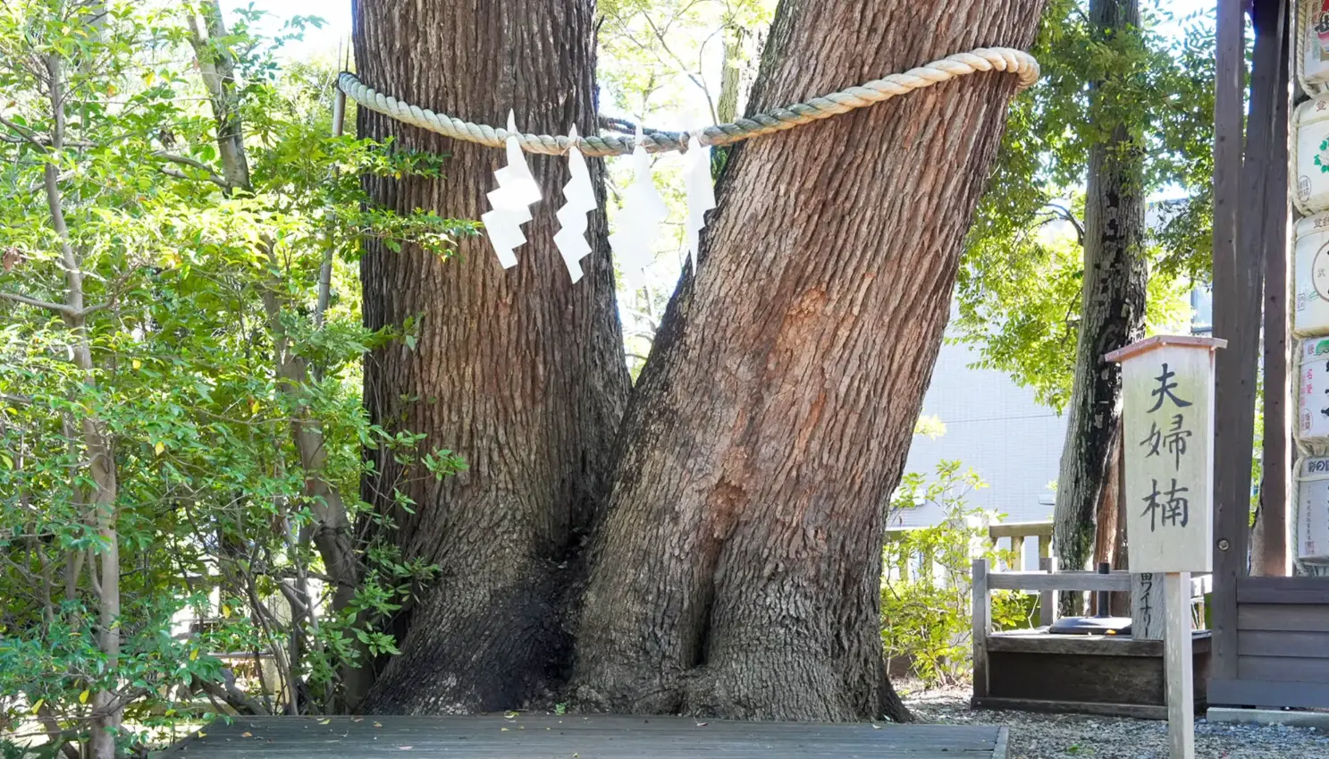 夫婦楠